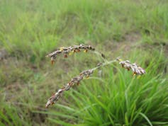 Grass with brown and yellow flowers.