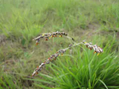 Grass with brown and yellow flowers.