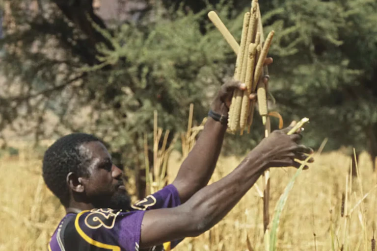 un homme récolte du mil dans un champ
