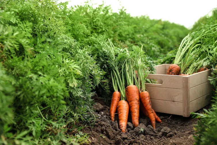 Carrots stacked in a wooden box in a farm field.