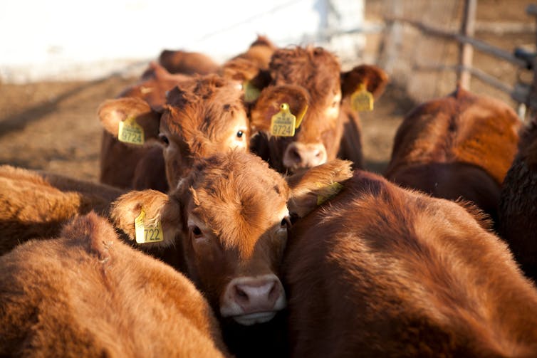 Calves with yellow ear tags in an industrial lot.