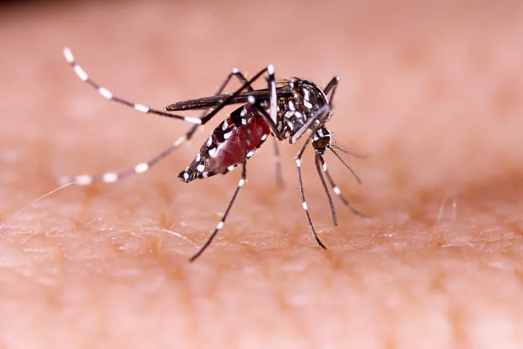 Aedes aegypti mosquito on human skin