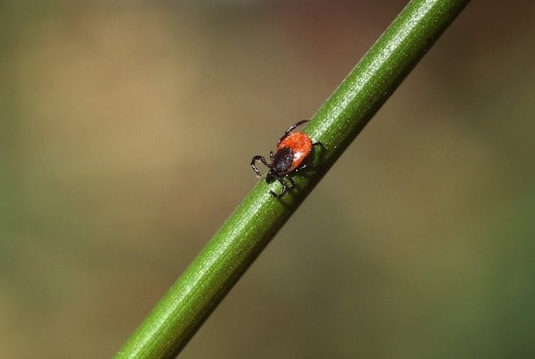 Photo d’une tique Ixodes ricinus à l’affut sur un brin d’herbe