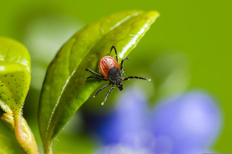 Une tique appartenant au genre Ixodes à l’affût sur une feuille.