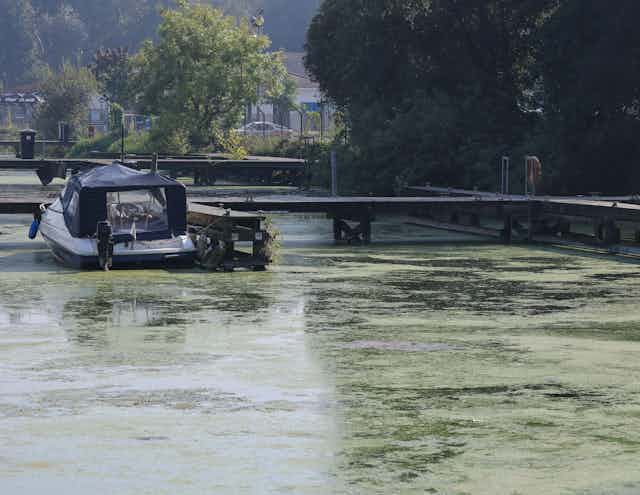 A boat in a marina surrounded by toxic blue-green algae.