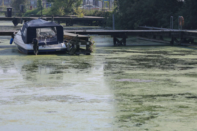 A boat in a marina surrounded by toxic blue-green algae.