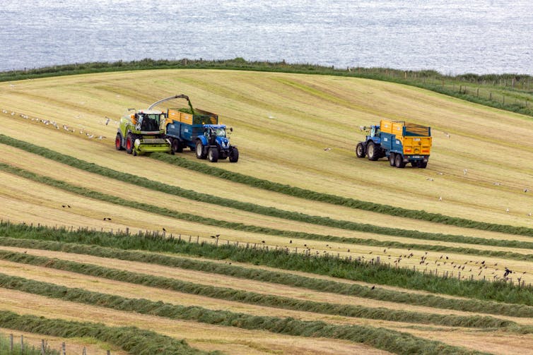 Farm machinery collecting silage in a field.