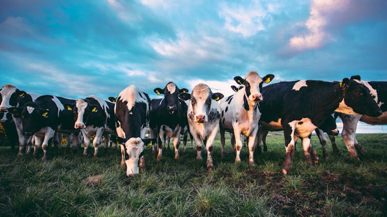 Cows by the roadside in Northern Ireland.