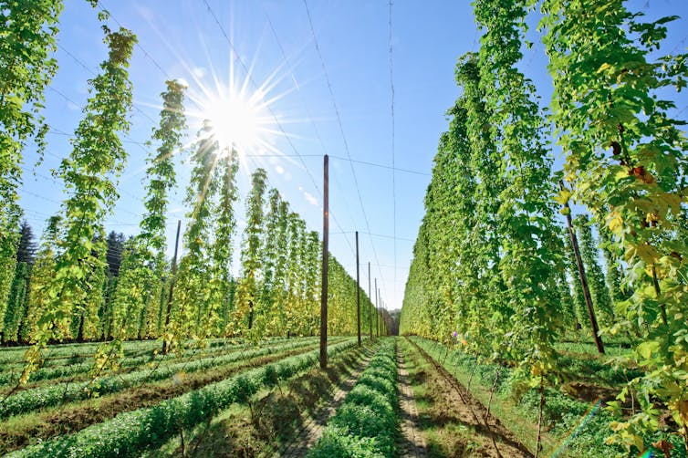 Rows of hops growing vertically in a field.