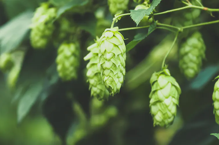 Green, cone-shaped structures growing on the ends of branches.