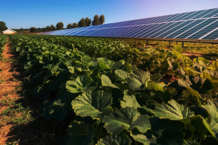Vegetable crops sheltered under a row of solar panels.