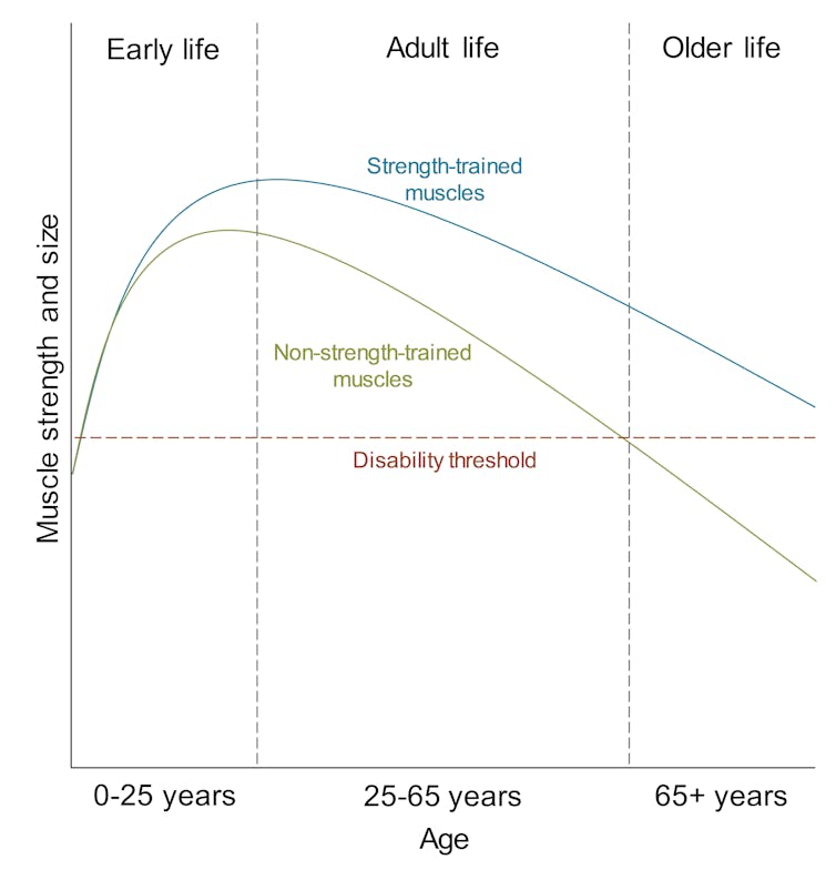 Chart showing the general pattern for changes in muscle strength and size across stage of life.