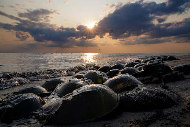 Large helmet-shaped crabs cover a beach at sunset