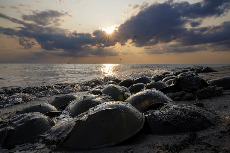 Large helmet-shaped crabs cover a beach at sunset