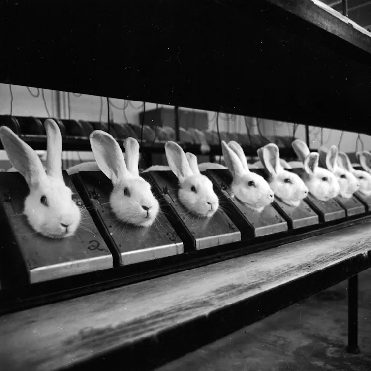 A line of rabbits, their bodies enclosed in metal cases.