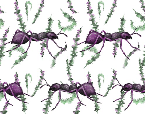 Des fourmis bien armées pour récolter du nectar