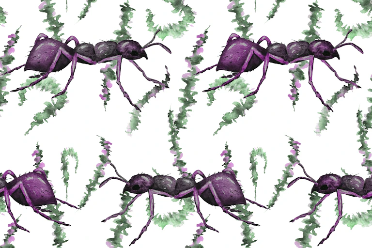 Illustration de fourmis.