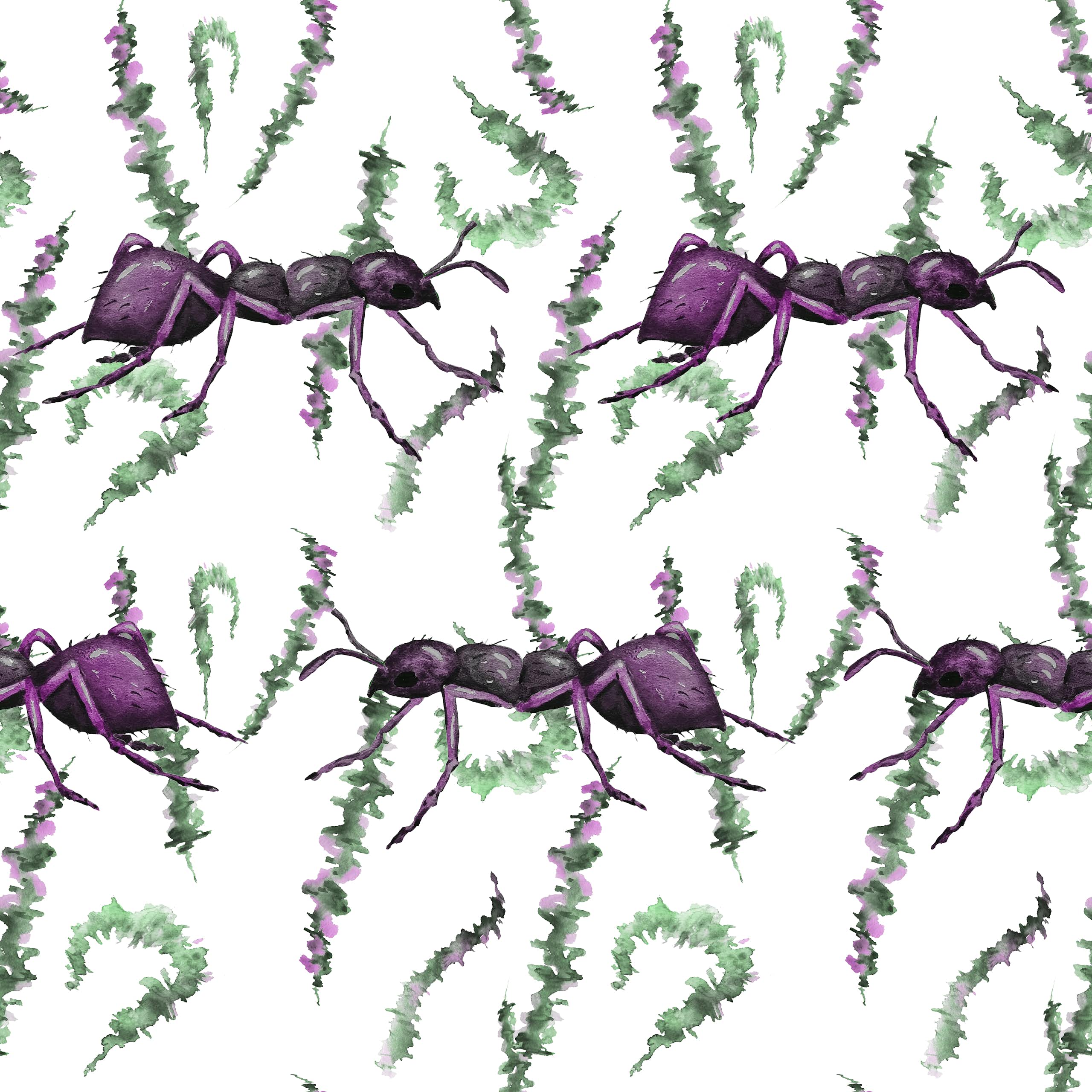 Illustration de fourmis.