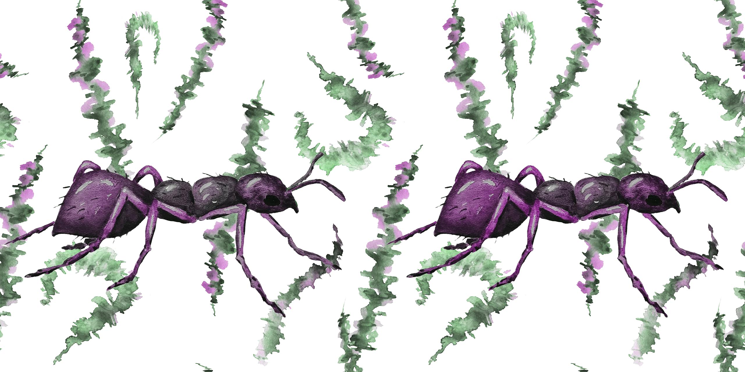 Illustration de fourmis.