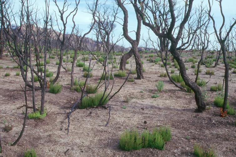 Rebrotes de árboles y arbustos en un paisaje agreste.