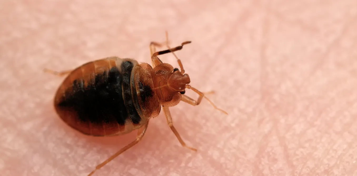 « En continuant à utiliser des insecticides, on sélectionne les punaises de lit résistantes » « En continuant à utiliser des insecticides, on sélectionne les punaises de lit résistantes »