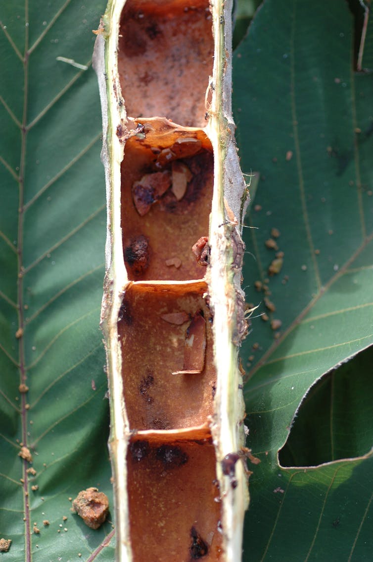 Détail du tronc de la plante à fourmis Cecropia obtusa, présente en Guyane française, montrant les logements où habitent la colonie de fourmis.
