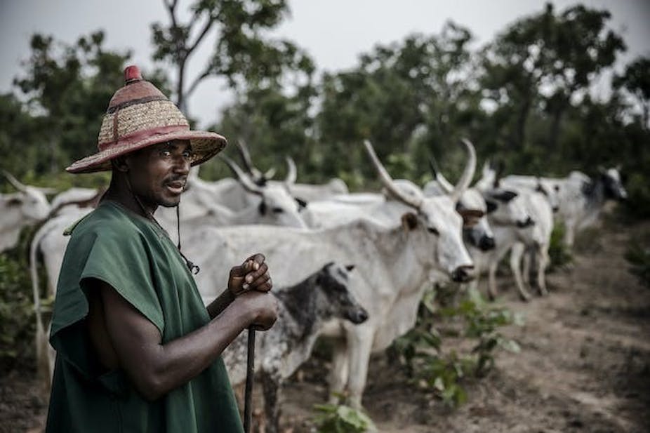 Un homme tient un bâton devant un troupeau de bovins