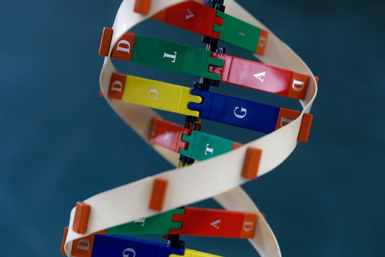 A close-up of a model of a double-helix of DNA, with the middle 'rungs' in bright colors.