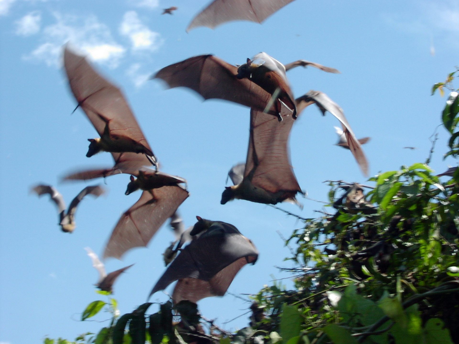 Fruit bats could help predict Ebola outbreaks