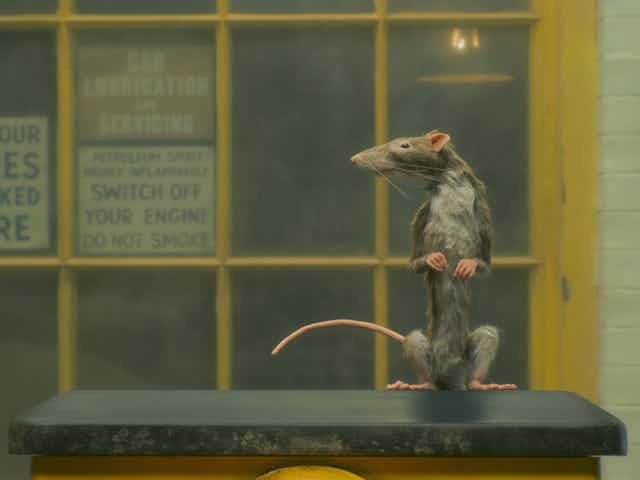 A rat