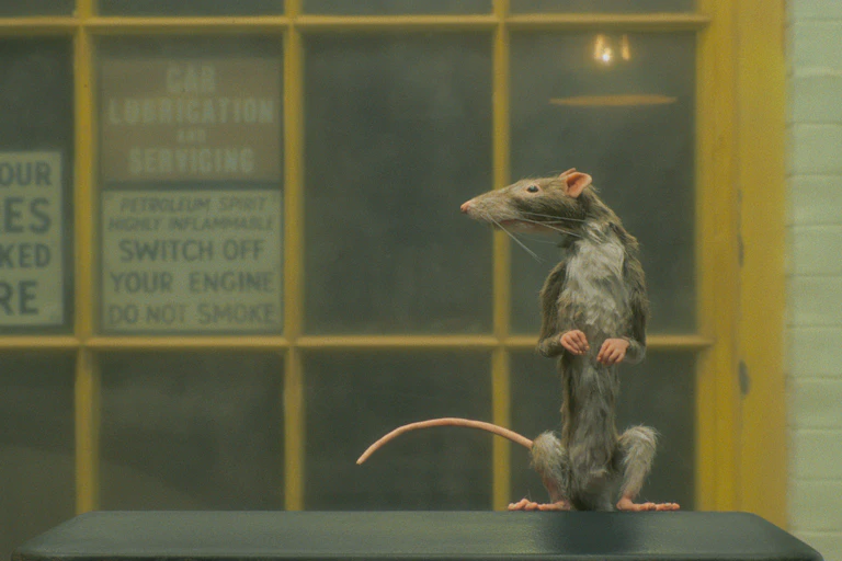 A rat
