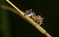 Hormigas zombie y microbios que, en realidad, son 'buena gente'. El hongo ‘Ophiocordyceps unilateralis’ toma el control de las hormigas a las que infecta, que se vuelven ‘zombis’