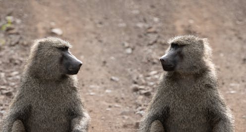 How – and why – did homosexual behaviour evolve in humans and other animals?