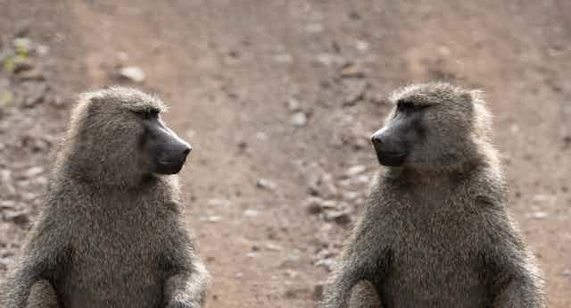 A photo showing two male baboons looking at each other.