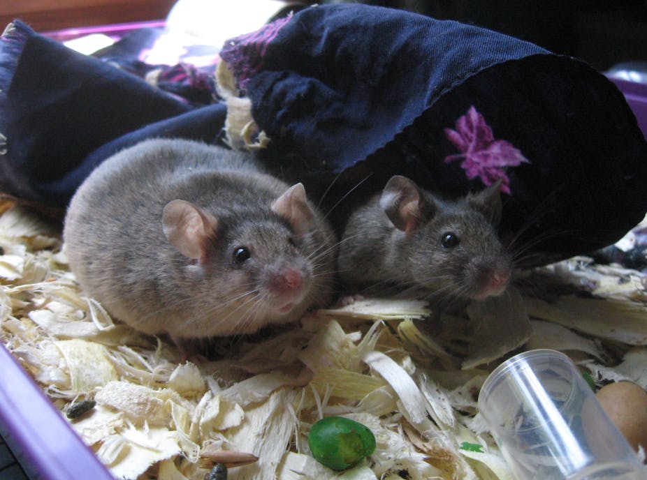 Deux souris dont une obèse.