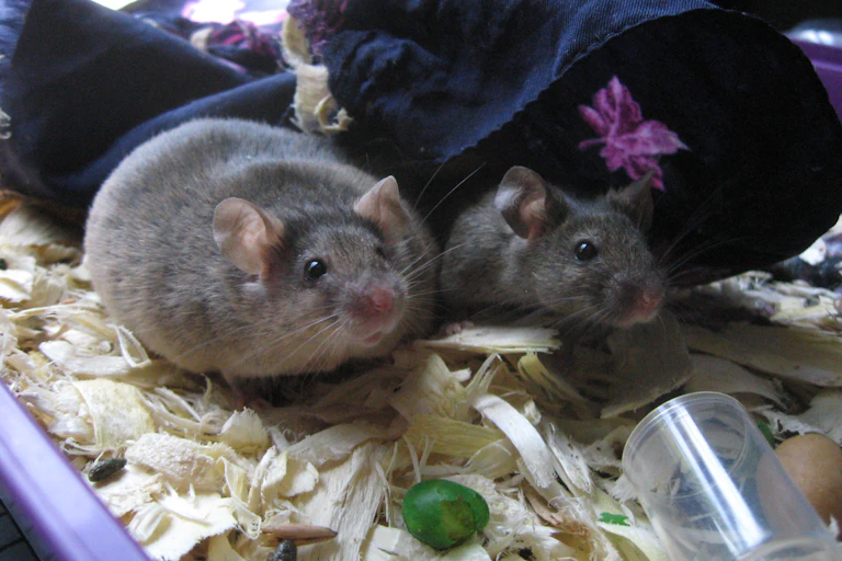 Deux souris dont une obèse.