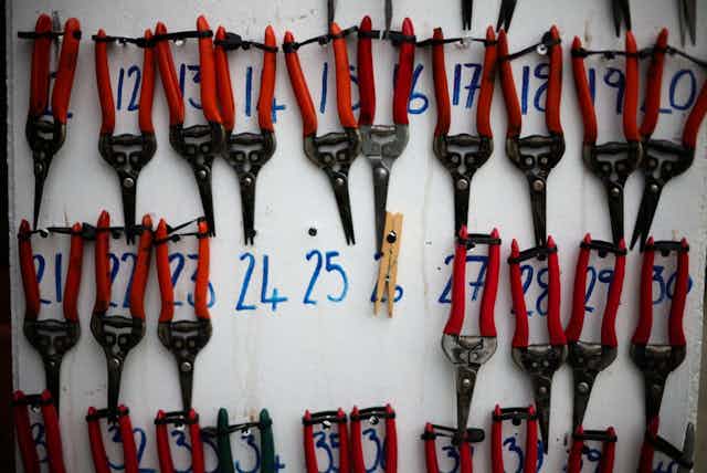 Secateurs with red handles in three horizontal rows with blue numbers behind them.