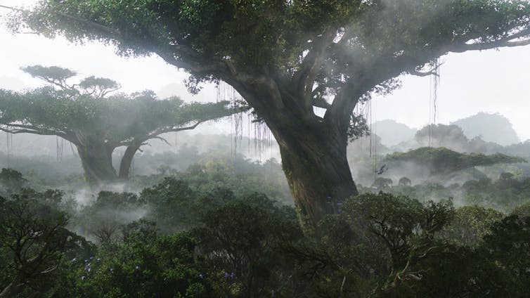 Inmensos árboles en un bosque.