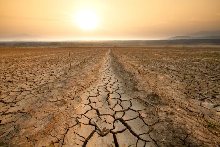 A field baked by drought.