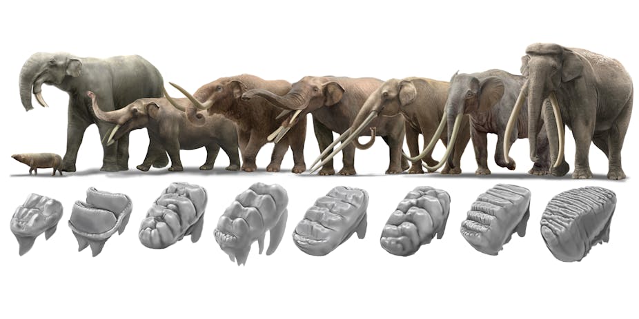 An illustration of eight tusked animals of varying sizes above artist's impression of each animal's tooth structure