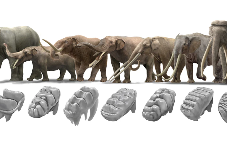 An illustration of eight tusked animals of varying sizes above artist's impression of each animal's tooth structure