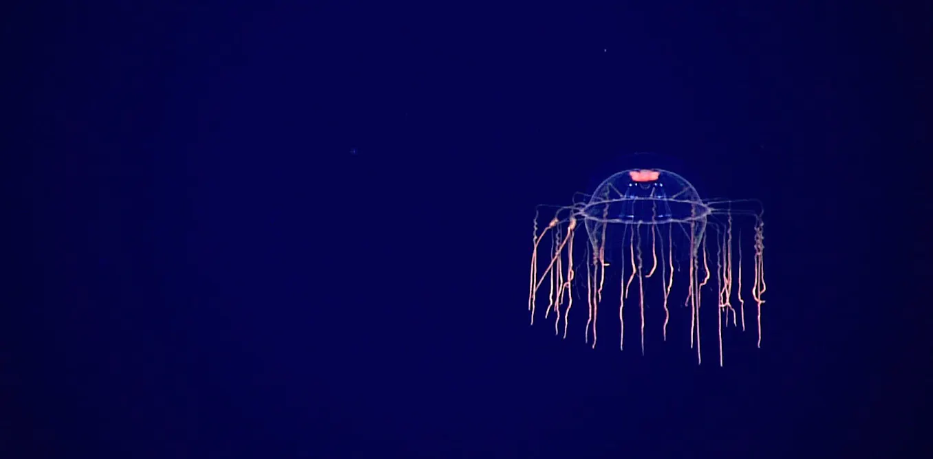 Est-il encore temps d’empêcher l’exploitation minière des fonds marins ? Est-il encore temps d’empêcher l’exploitation minière des fonds marins ?