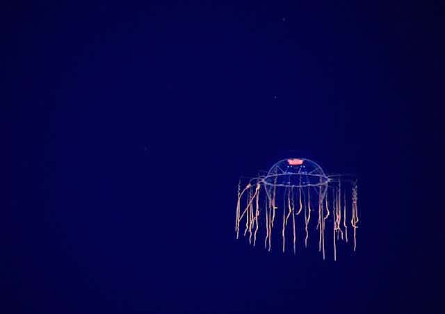 méduse dans la mer