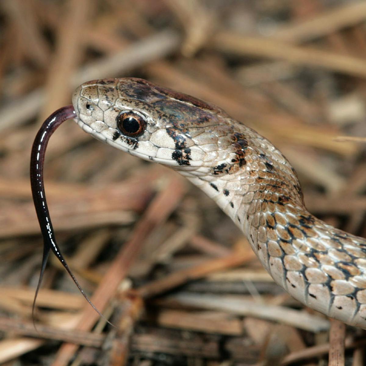 How To Draw A Snake Head Side View