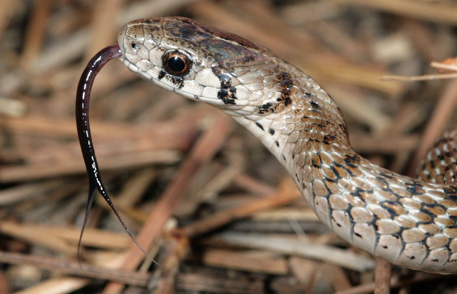 Explainer: why do snakes flick their tongues?