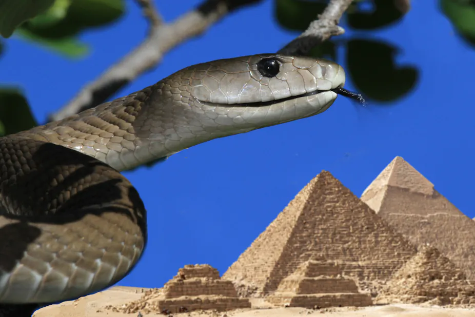 Ancient Egypt had far more venomous snakes than the country today ...