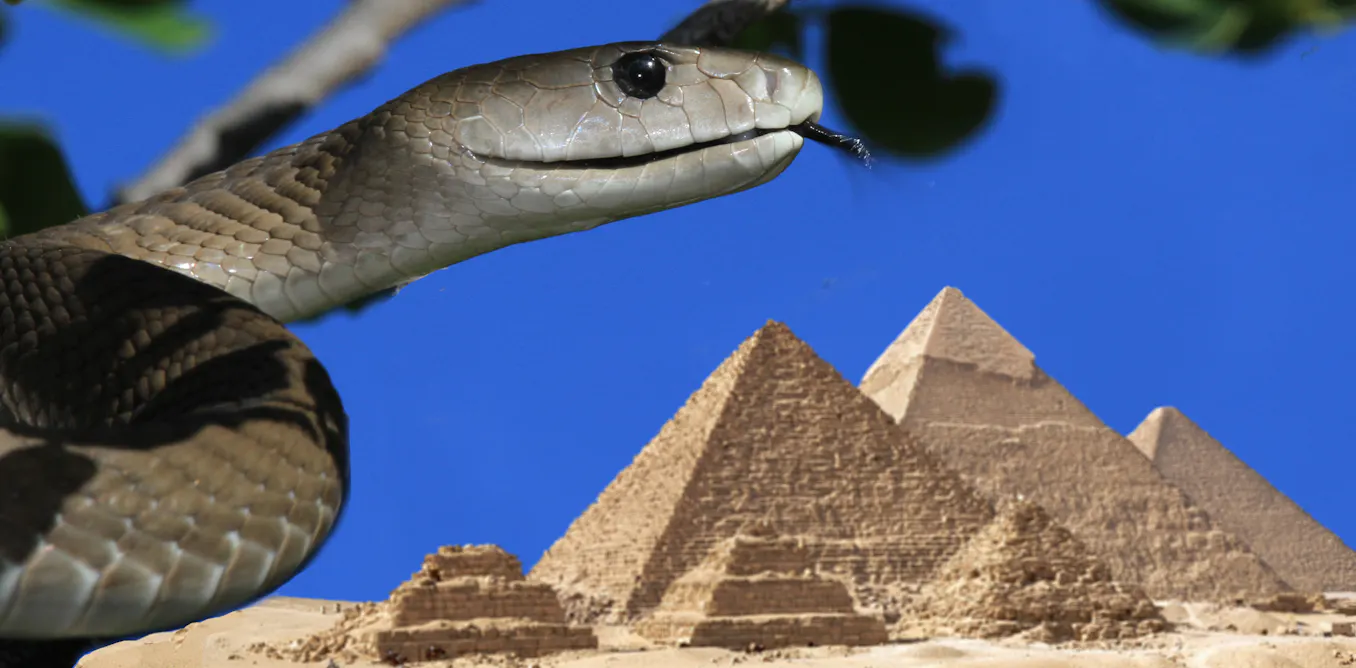 Ancient Egypt had far more venomous snakes than the country today ...