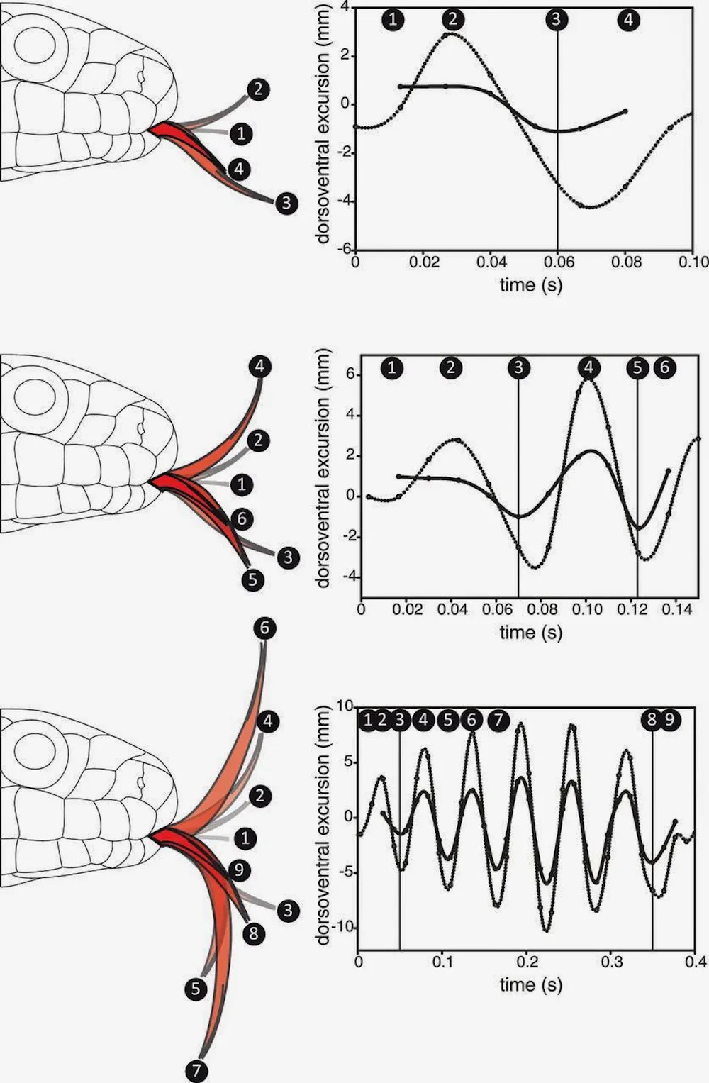 Snake Body Language Explainer: why do snakes flick their tongues?