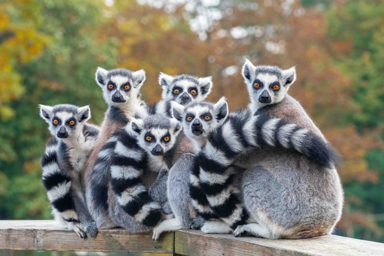 Photo of a group of lemurs