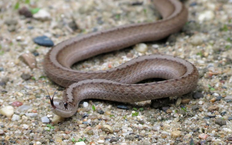 Explainer: why do snakes flick their tongues?